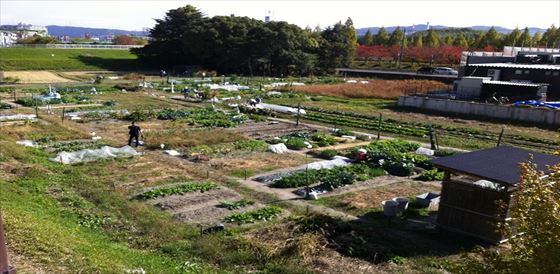 リビングファーム寝屋川