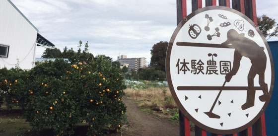 松戸農園