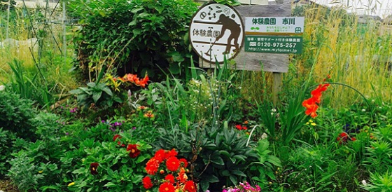 貸し農園 市川