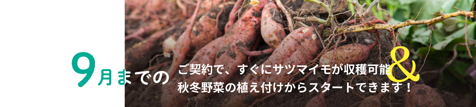9月までのご契約で、すぐにサツマイモが収穫可能秋冬野菜の植え付けからスタートできます!