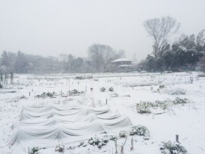 写真 2015-01-30 8 20 37