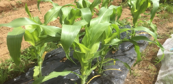 埼玉県さいたま市 / トウモロコシの苗作り、または苗の植え付け体験♪