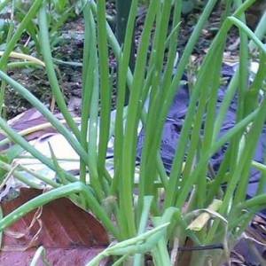 wakegi