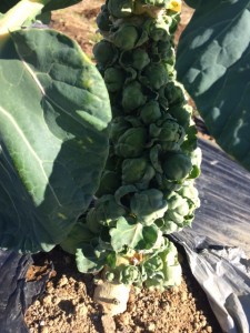 blog_20161210