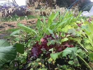 blog_20170114