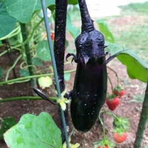 blogi_20170609