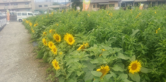 伏見久我東農園