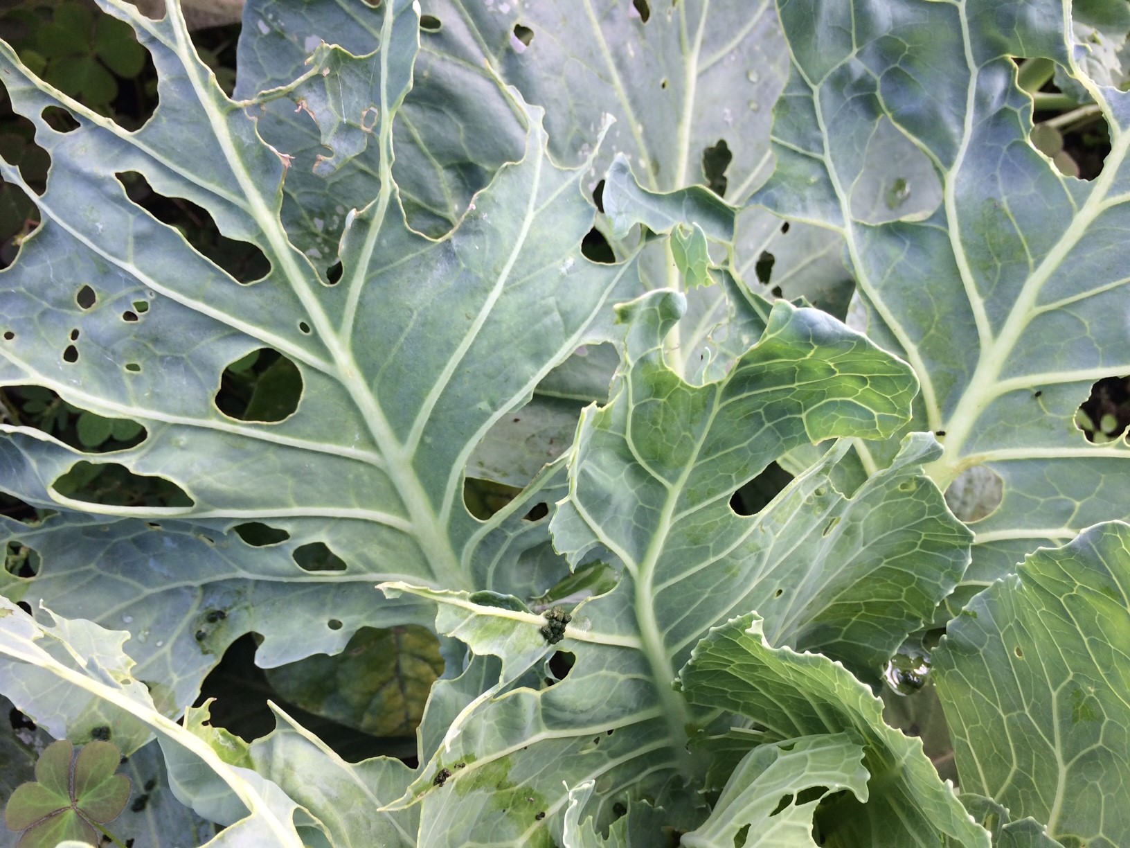 農天気 小野さんの一歩踏み込んだ 家庭菜園の裏ワザ Vol 6 体験農園マイファーム