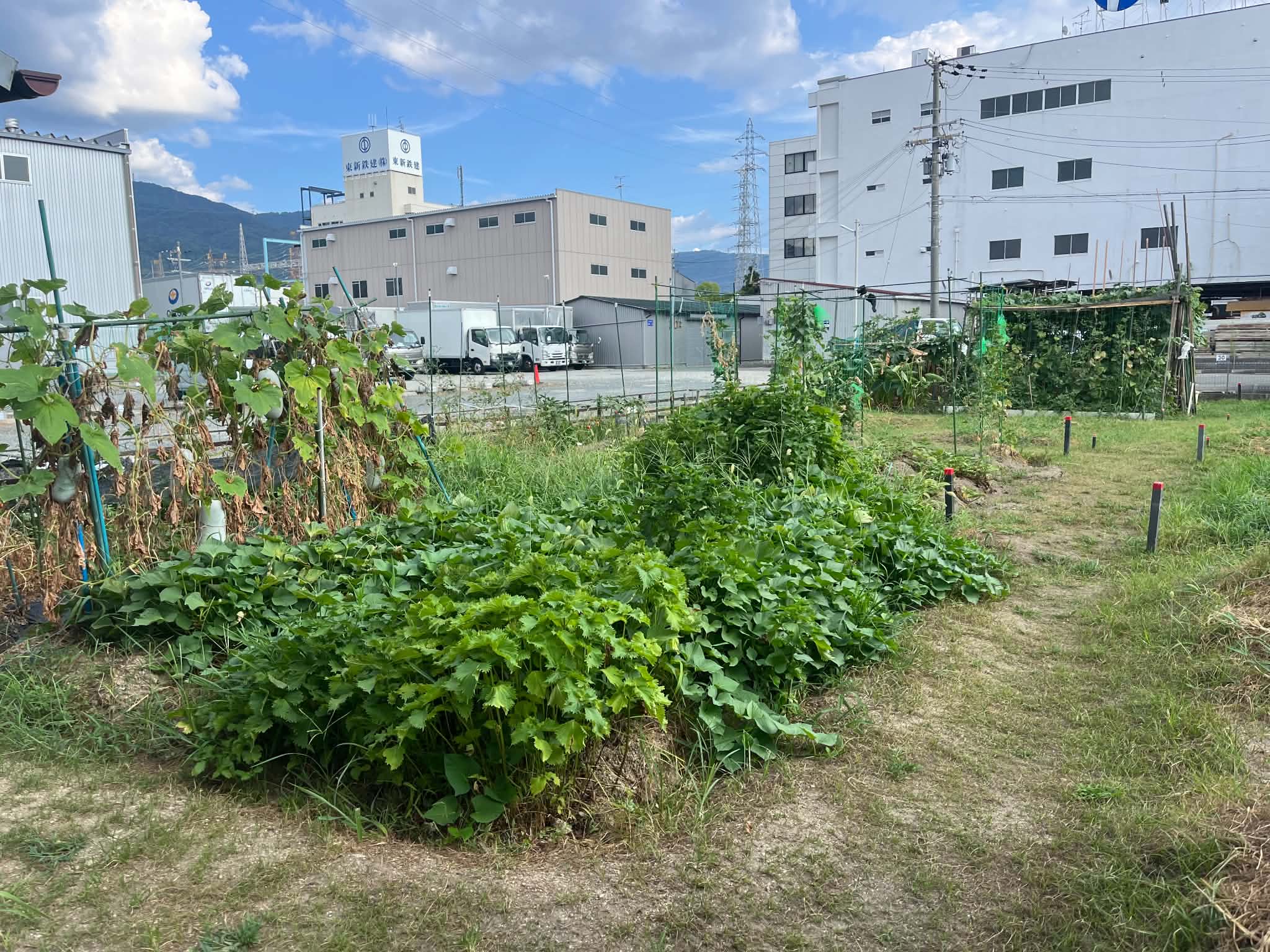 大東吉川ファーム
