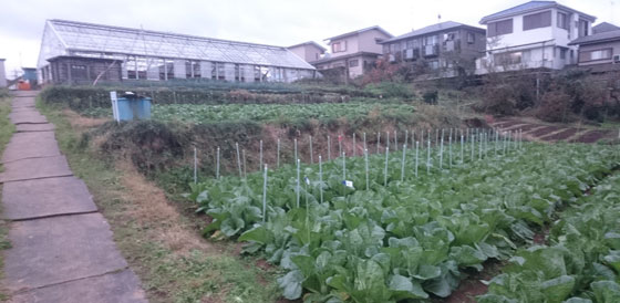 マイファームで体験農園 羽沢南 だんだん畑 貸し農園 市民農園