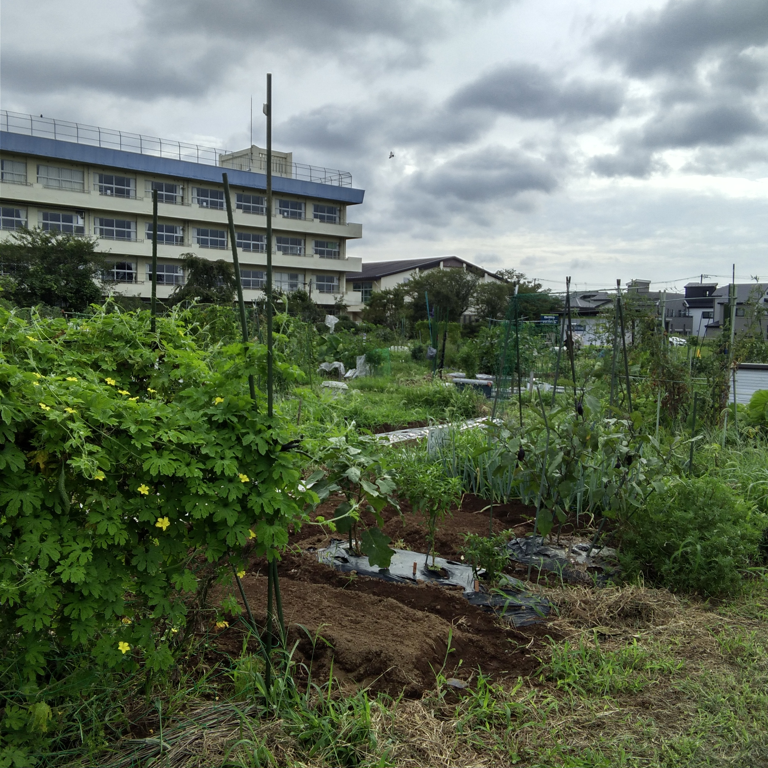 マイファームで体験農園 市川市 市川農園 貸し農園 市民農園