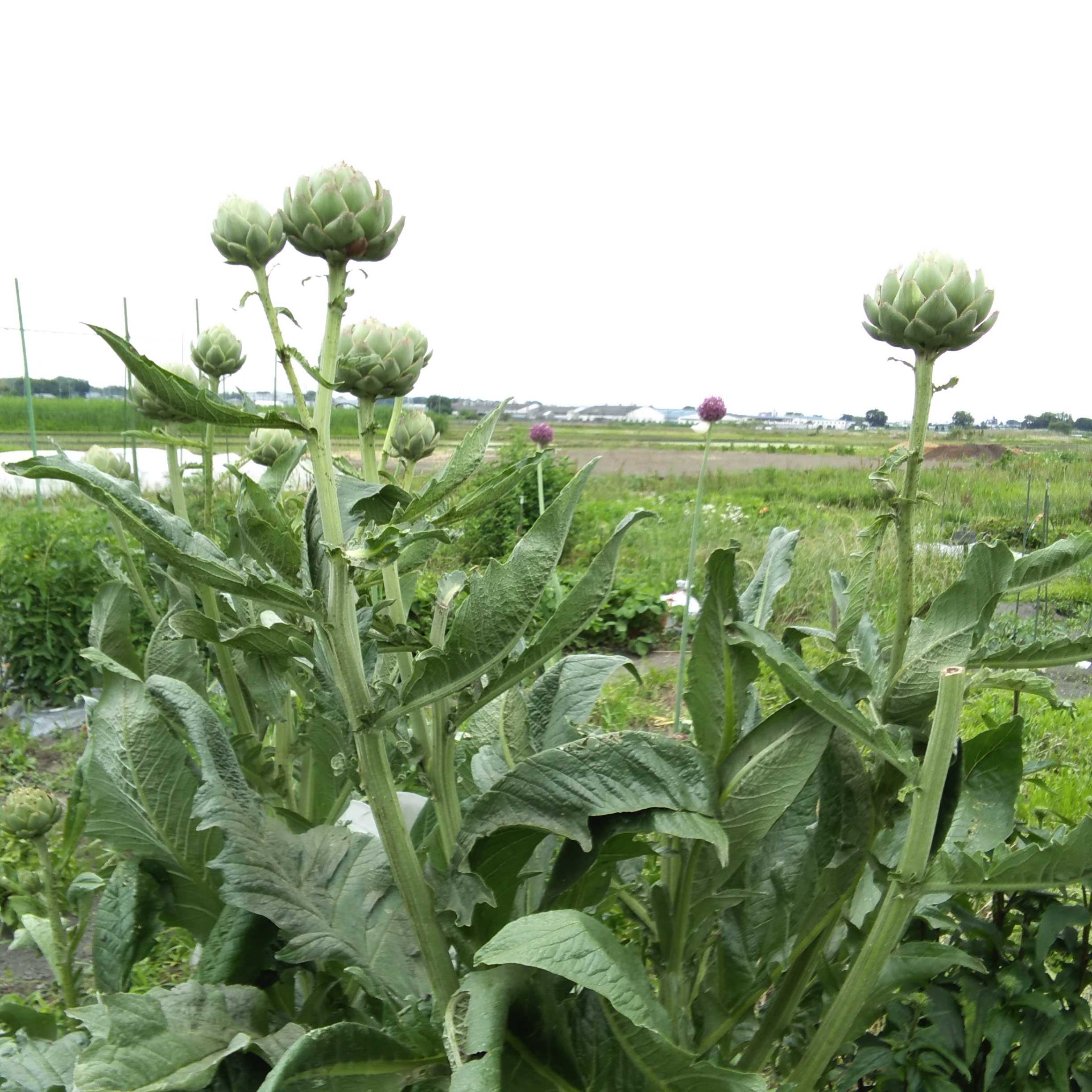 菱沼農園 いちご園 埼玉県春日部市下吉妻 農場 グルコミ