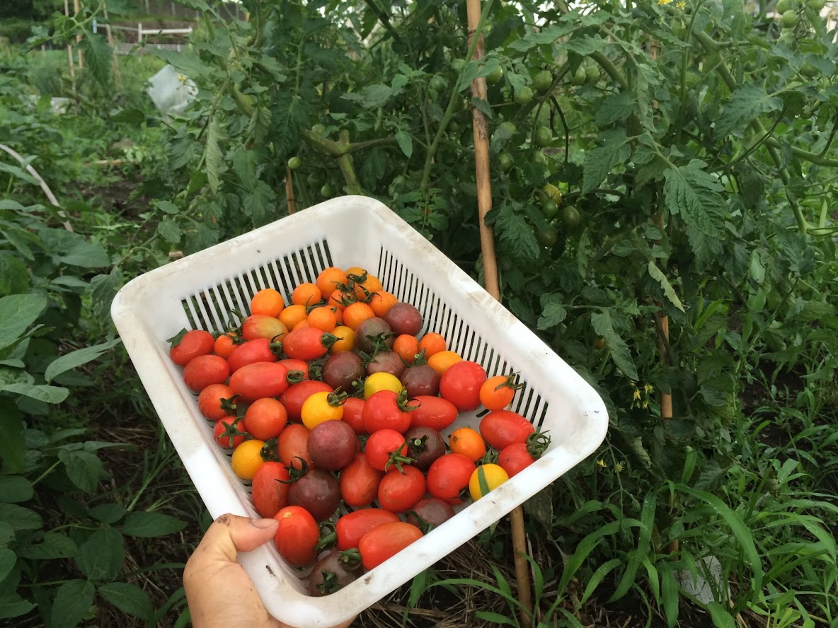 農天気代表 小野淳さんの 農 天気ブログ 夏野菜の苗 品種はどう選ぶ 体験農園マイファーム