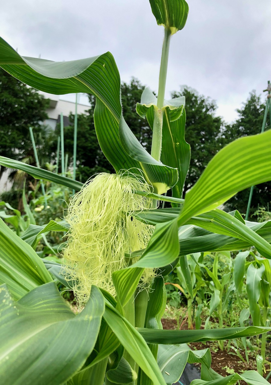 愛知県名古屋市 /畑deあそぼ！【中級者向け】6月収穫!とうもろこしに挑戦