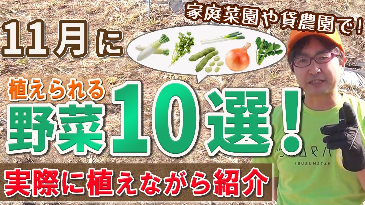 11月に種まき・苗植えできる野菜10選！植え方も紹介します！野菜づくりムービー