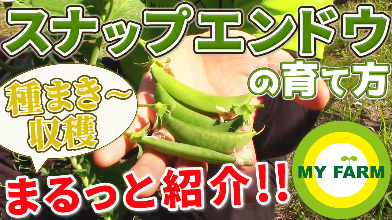 スナップエンドウ＆絹さやの育て方│野菜づくりムービー