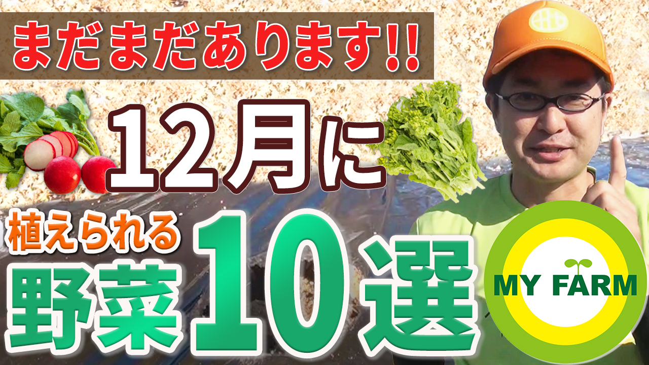 12月に種まき・苗植えできる野菜10選！｜野菜づくりムービー