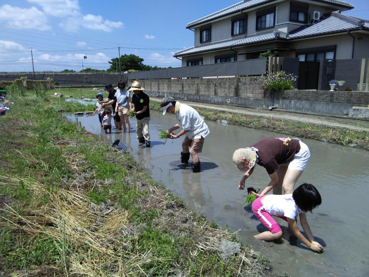 羽曳野農園田植えイベント