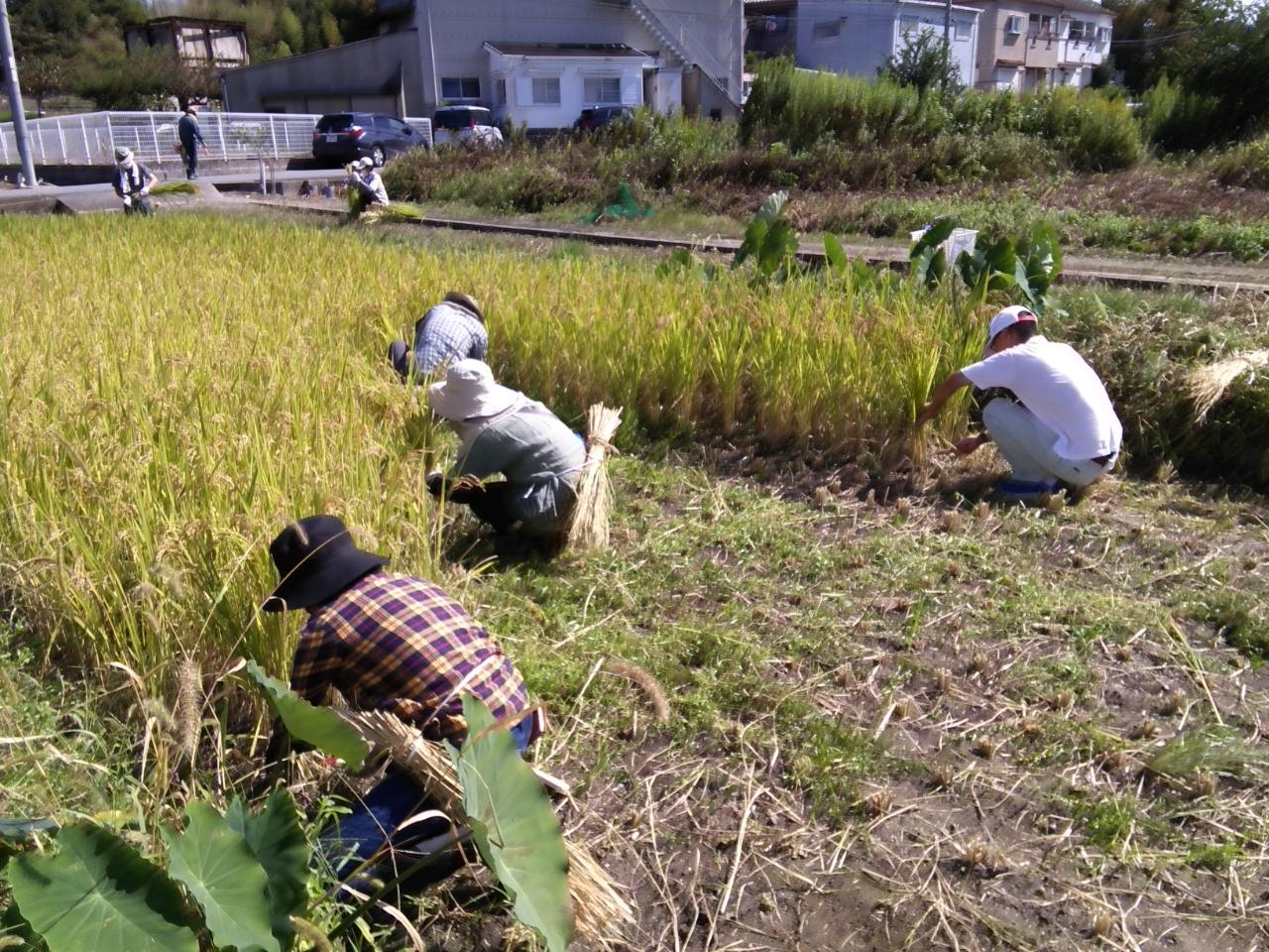 「お米づくり」稲刈り編＠羽曳野農園