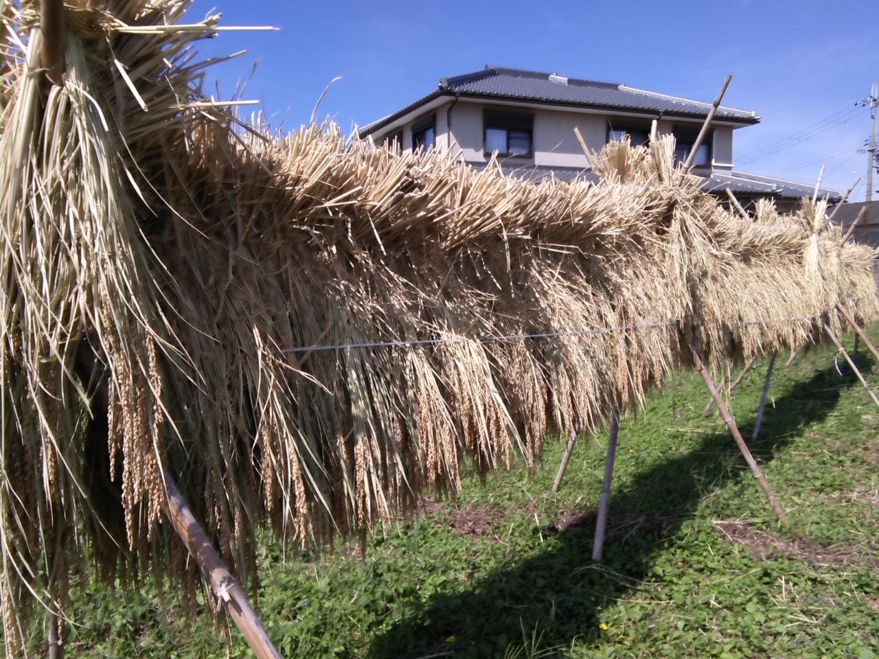 秋の思い出作り！羽曳野農園で米作り体験