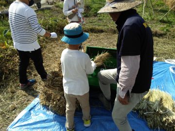 脱穀イベント＠羽曳野農園