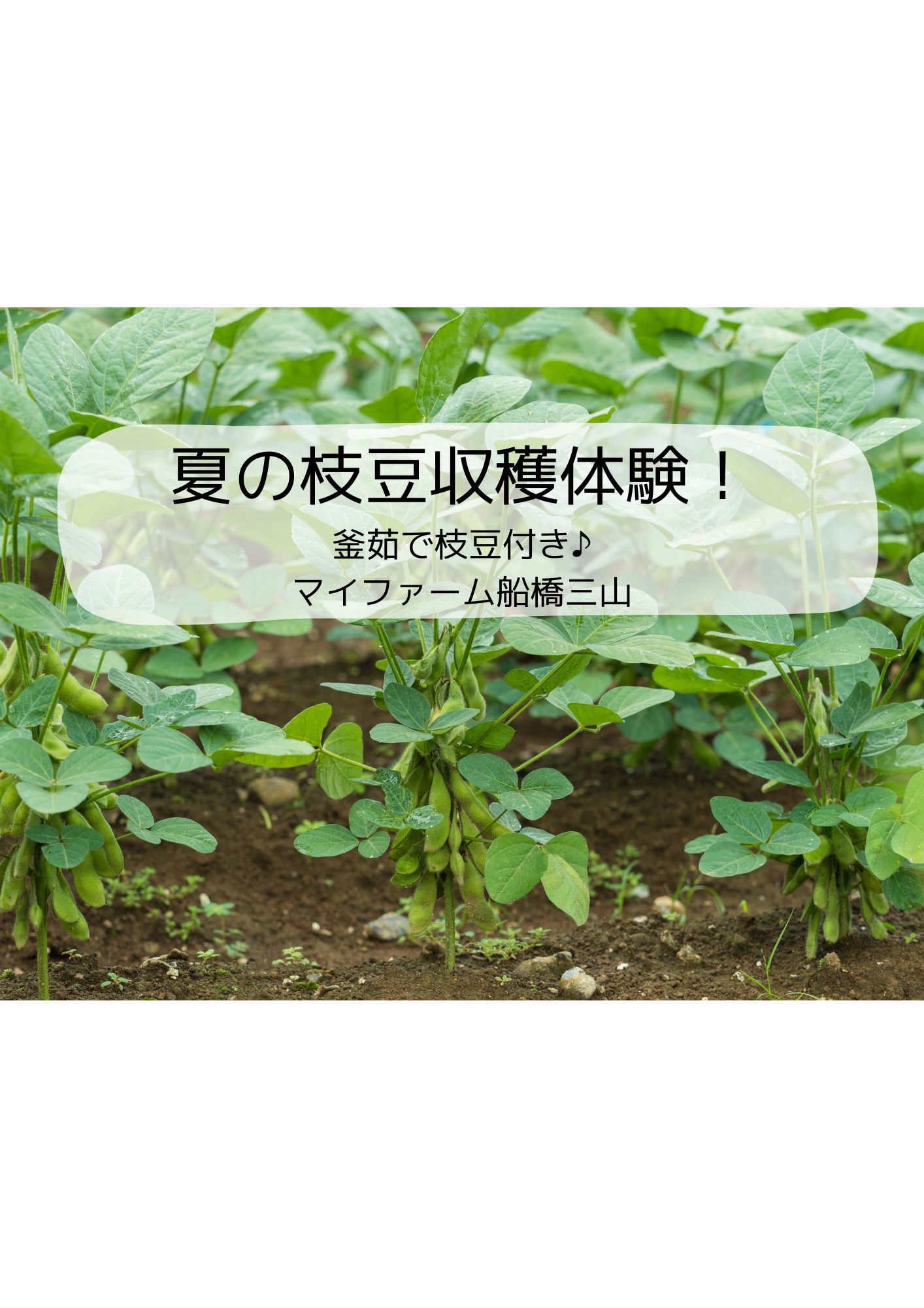 農園見学会＋枝豆収穫体験＠マイファーム船橋三山