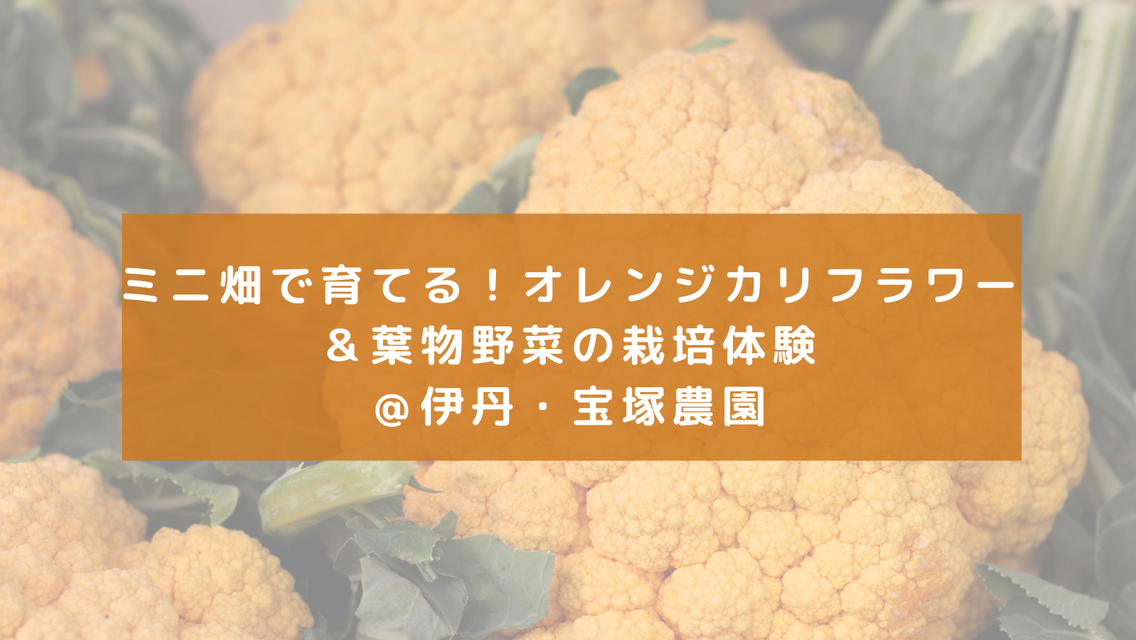 ミニ畑で育てる！オレンジカリフラワー＆葉物野菜の栽培体験＠伊丹・宝塚農園