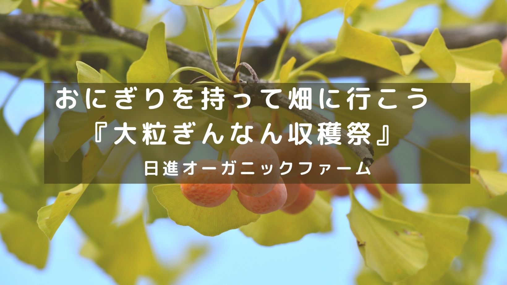 おにぎりを持って畑に行こう『大粒ぎんなん収穫祭』＠日進オーガニックファーム