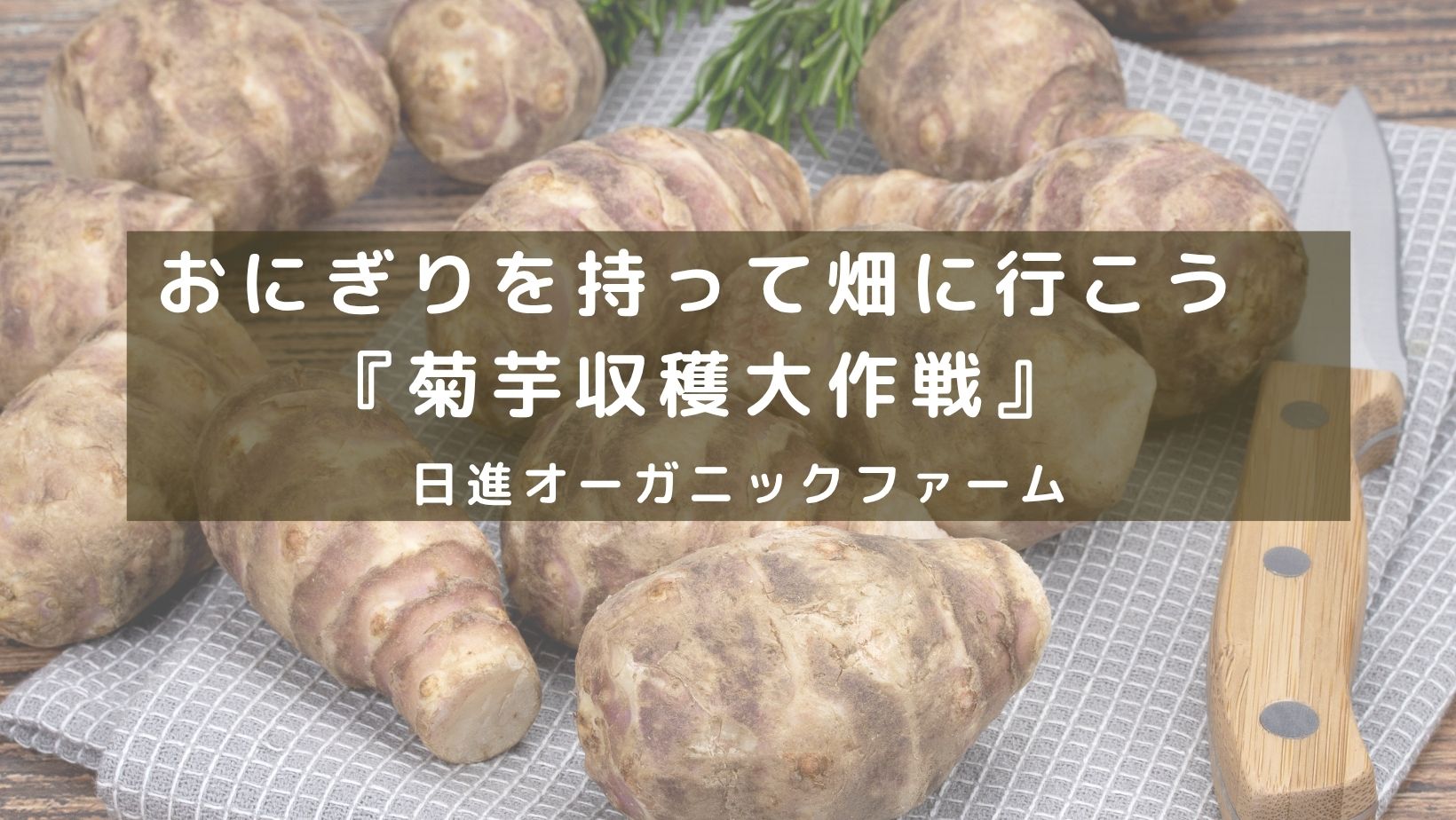 おにぎりを持って畑に行こう『菊芋収穫大作戦』＠日進オーガニックファーム