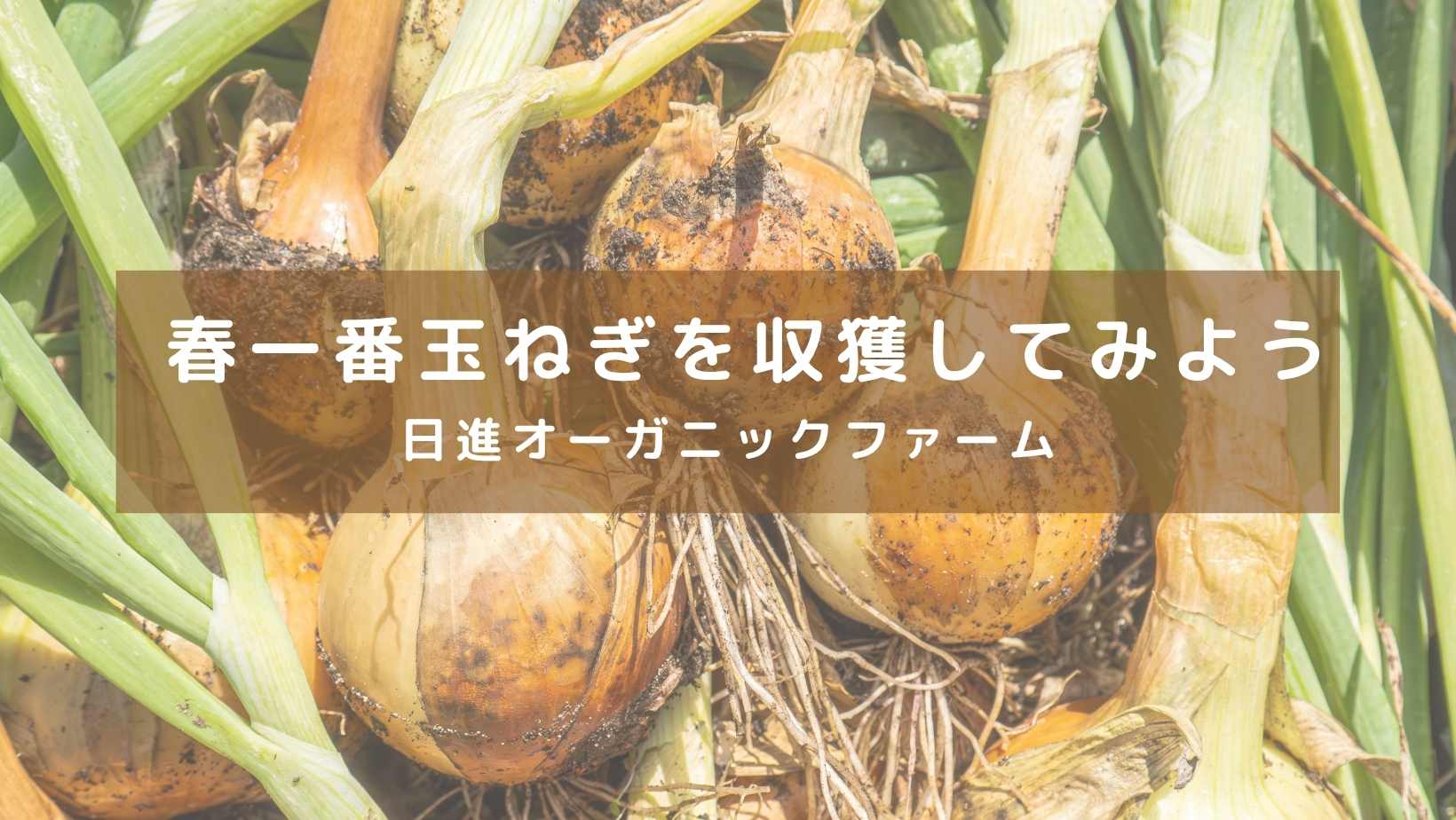 春一番玉ねぎ収穫してみよう@日進オーガニックファーム