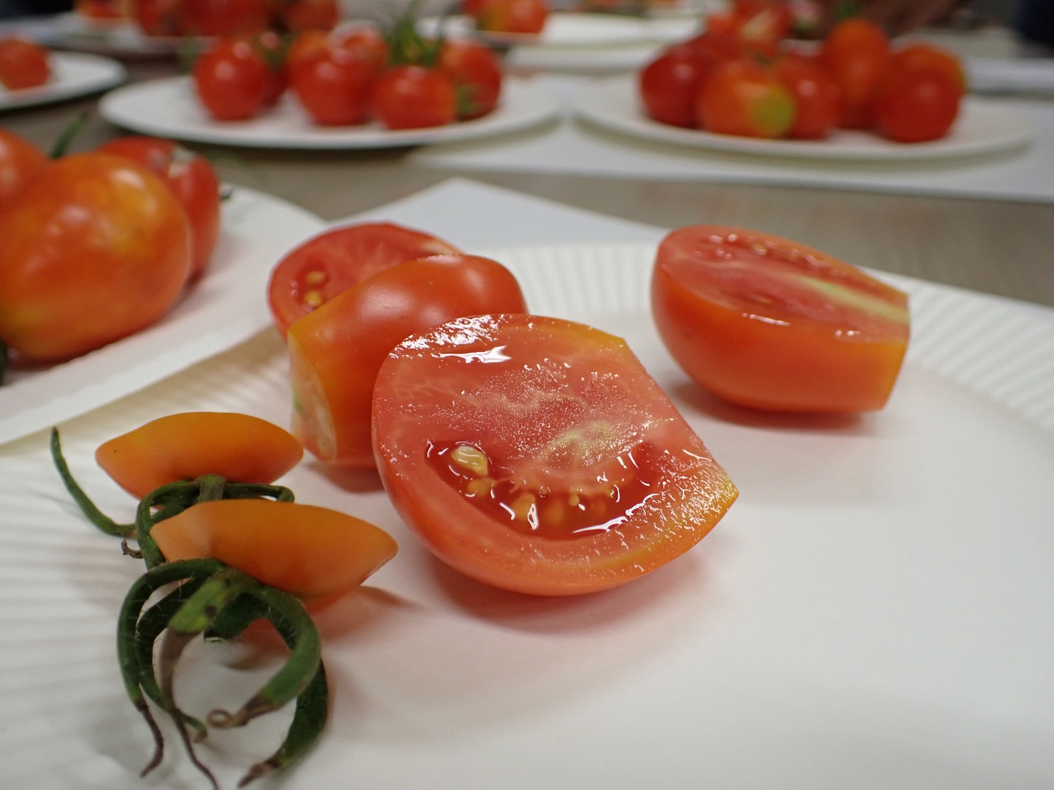 キンカントマト再始動の夏