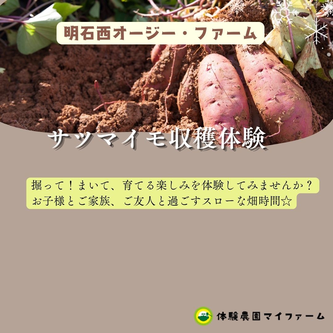 【10月15日(木)、10月18日(日)、10月22日（木）、10月25日（日）】サツマイモ堀り＠明石西オージー・ファーム