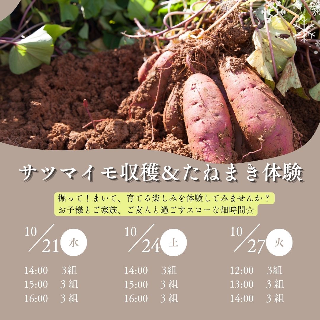 【10月21日(水)、10月24日(土)、10/27（火）】サツマイモ堀り＆たねまき体験＠マイファーム西宮夙川農園
